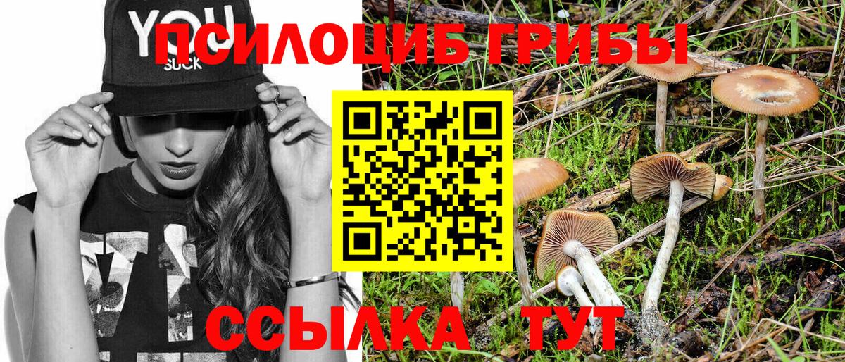 Псилоцибиновые грибы Cubensis Балтийск
