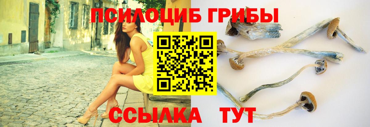 Псилоцибиновые грибы прущие грибы  Псилоцибиновые грибы GOLDEN TEACHER  Вход с VPN  Балтийск 